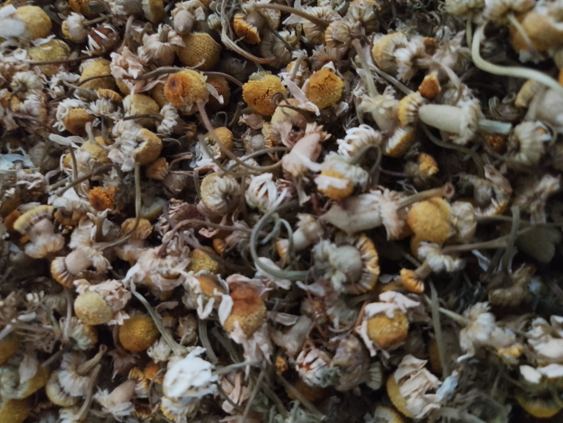 Close up of dried chamomile flowers